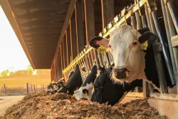 Rumen pH is highly influential on how milkfat production can be maximized. 
