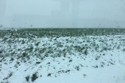 Late-April snow blanketed this Kansas wheat field ... and a lot others.