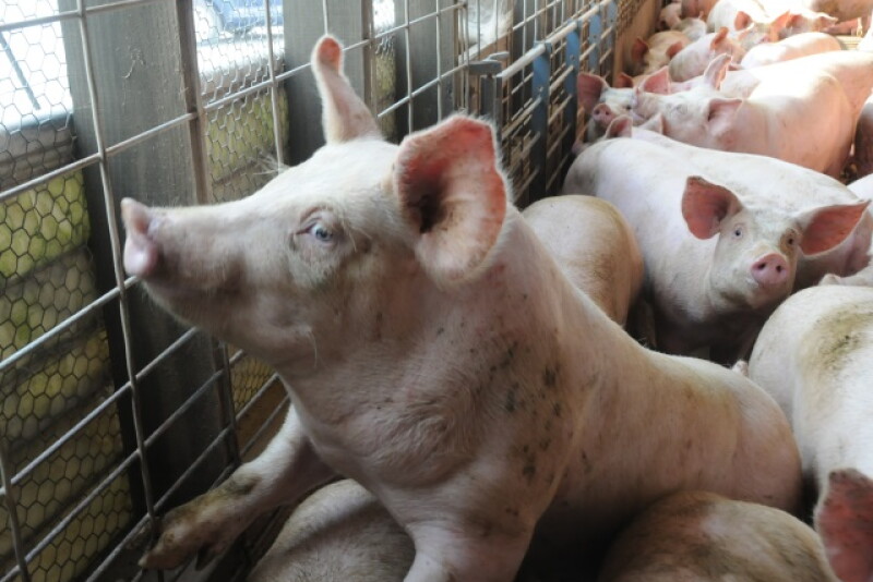 Cash-traded feeder pig reported volume was below average this past week, with 7,379 head reported. Cash feeder pig reported prices were $72.50, down $8.47 per head from last week.