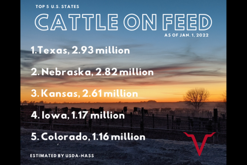 Cattle on Feed Statistics