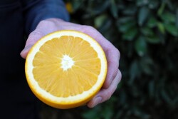 Heirloom navels are in season