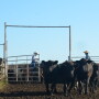 BT_Shipping_Stocker_Cattle_16