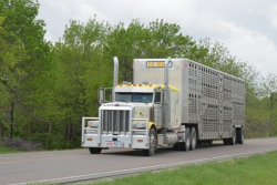 semi truck hauling livestock