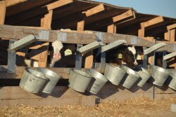 FARM 4.0 puts more teeth into when and how calves are disbudded. 