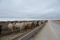 Cattle feeders could see benefits from progressive limit feeding.