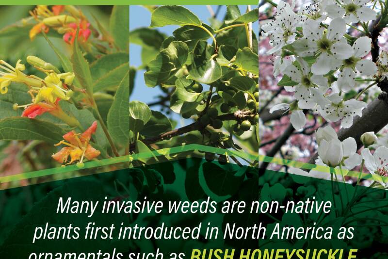 Weeds spread a variety of ways.