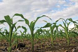 corn plants