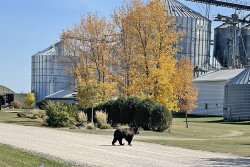 Bear With Me