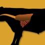 BRD in beef cattle