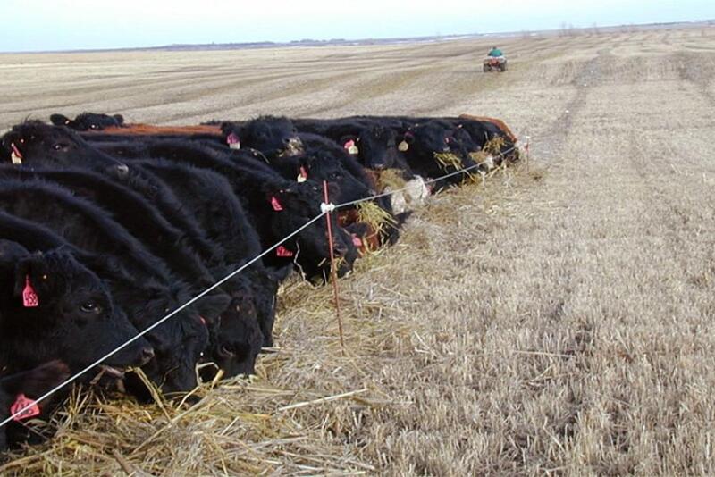 Swath Grazing - SDSU Ext.