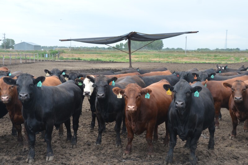 Cattle prices steady