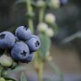 Blueberries