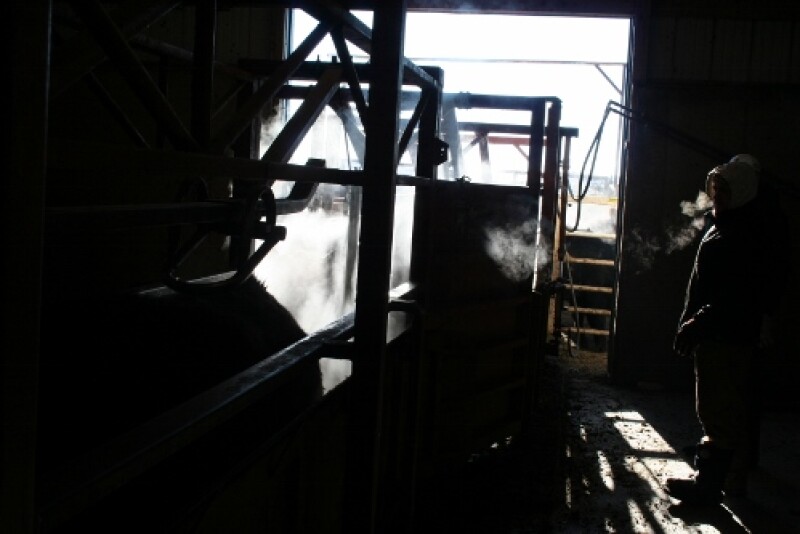 Bovine veterinarians often work long hours in challenging outdoor conditions.