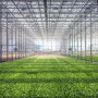 An interior picture of a greenhouse with a long row of lettuce growing. 