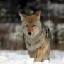A proposal in Oregon seeks a ban on coyote-hunting contests, but the language runs afoul of the state's constitution which also permits strip clubs as free speech.