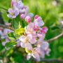 Apple bloom, blossom