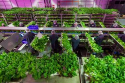 Kalera's indoor vertical farm at work