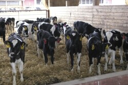 Weaning is a highly stressful time for calves, and placing them in a comfortable environment is key to helping them make the transition to healthy, growing, fully functional ruminants.