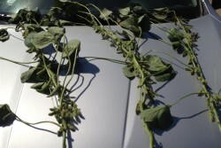 Count pods on three plants.