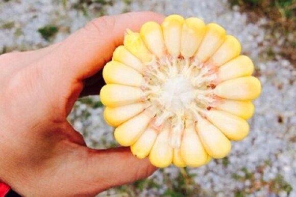 Crop Tour   Ohio Corn