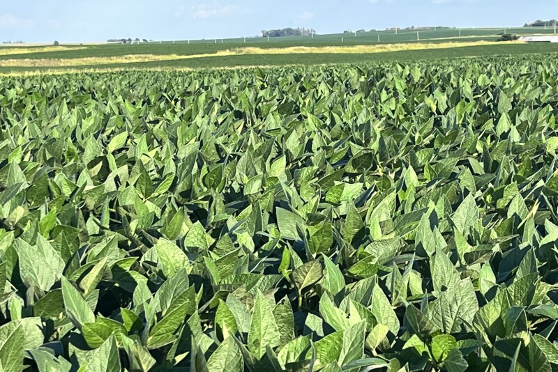 soybean field