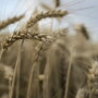 Wheat_Bloomberg