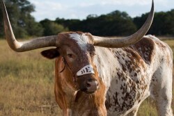BEVO_Longhorn