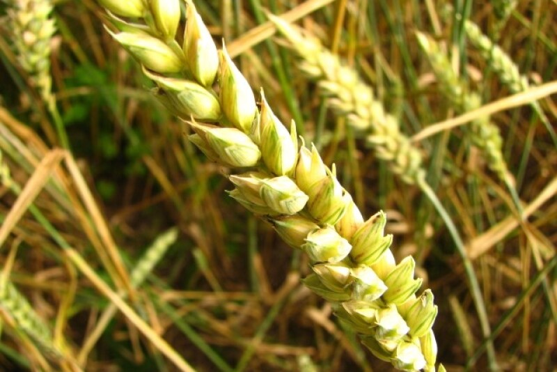 wheat