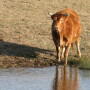 BT_Cow_Drinking_Water