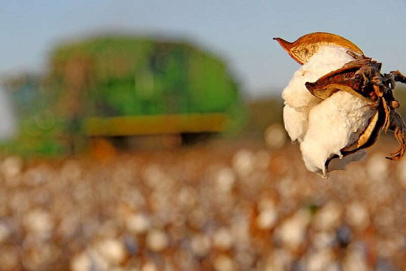 COTTON-BOLL