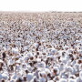 BASF has received key import approvals for Axant Flex Herbicide Tolerance Technology and Axant Flex TwinLink Plus Insect Control Technologies.
