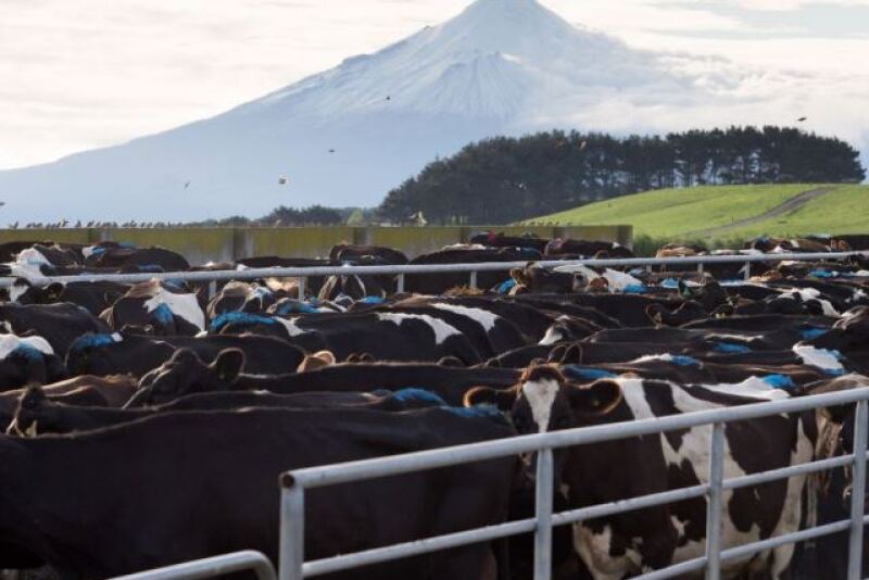 New_Zealand_Bloomberg_Dairy_Cattle