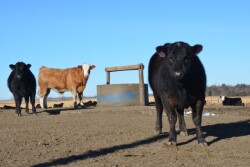 BT_Cattle_Feedlot