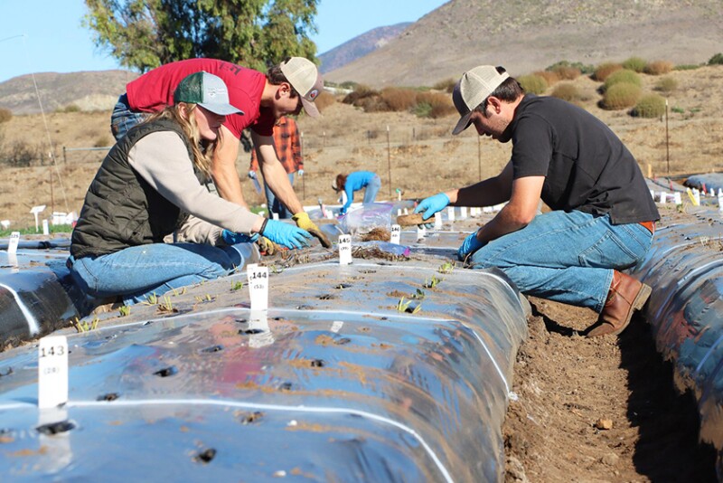 Students plant a Macrophomina root rot host resistance screening trial at the Cal Poly Strawberry Center