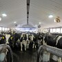 Dairy cows waiting to be milked. 