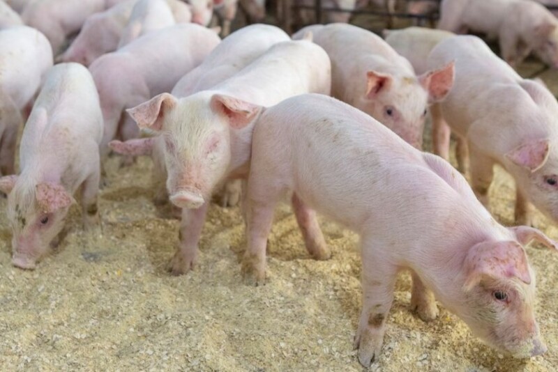 Nursery Pigs