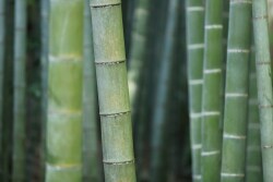 Moso timber is the premier bamboo variety for high value wood products.