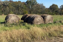Hay.MU_.jpg