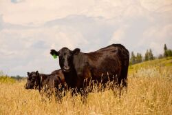 Cow Calf TIB