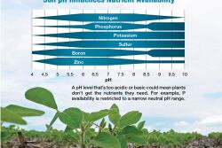 A pH level that’s too acidic or basic could mean plants don’t get the nutrients they need. For example, P availability is restricted to a narrow neutral pH range.