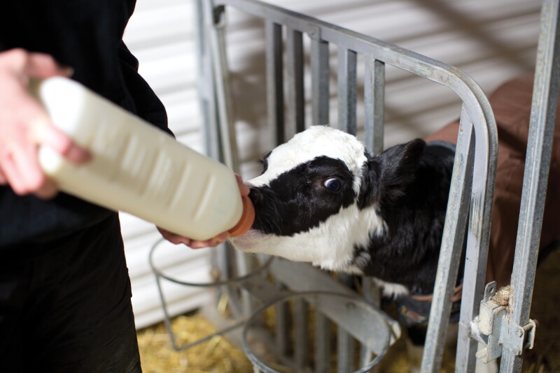 pg26-calf_bottle_feed_winter.jpg