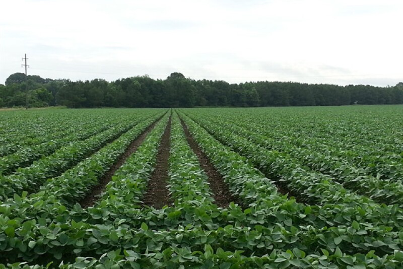 Soybeans Miss cc070114
