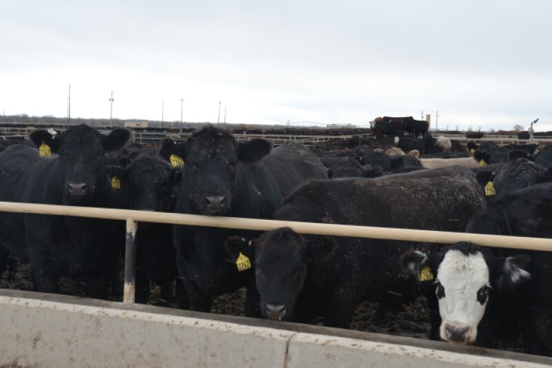 BT_Feedlot_Cattle