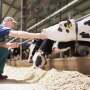 dairy cow