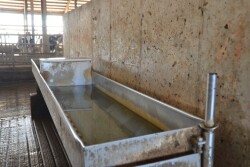 Throughout the day, cows will spend approximately 10 to 60 minutes drinking water. 
