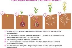 In the soy-based carrier is a microbe, which colonizes once it’s delivered in the soil. BioWake is a dry product and is stable on the seed for 180 days. Application rate is ½ ounce per unit of seed for both corn and soybeans. 