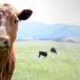 BT_South_Dakota_Cow