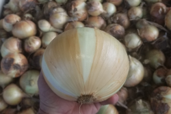 Hand holding yellow onion over bin of onions