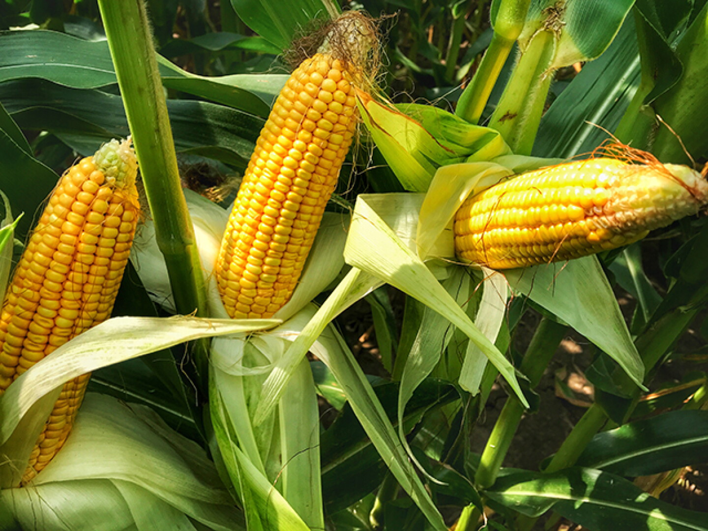 corn_crop_-_Crop_Tour.jpg