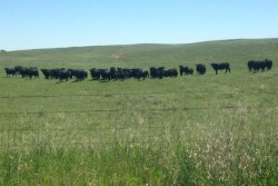 Nebraska_Cattle